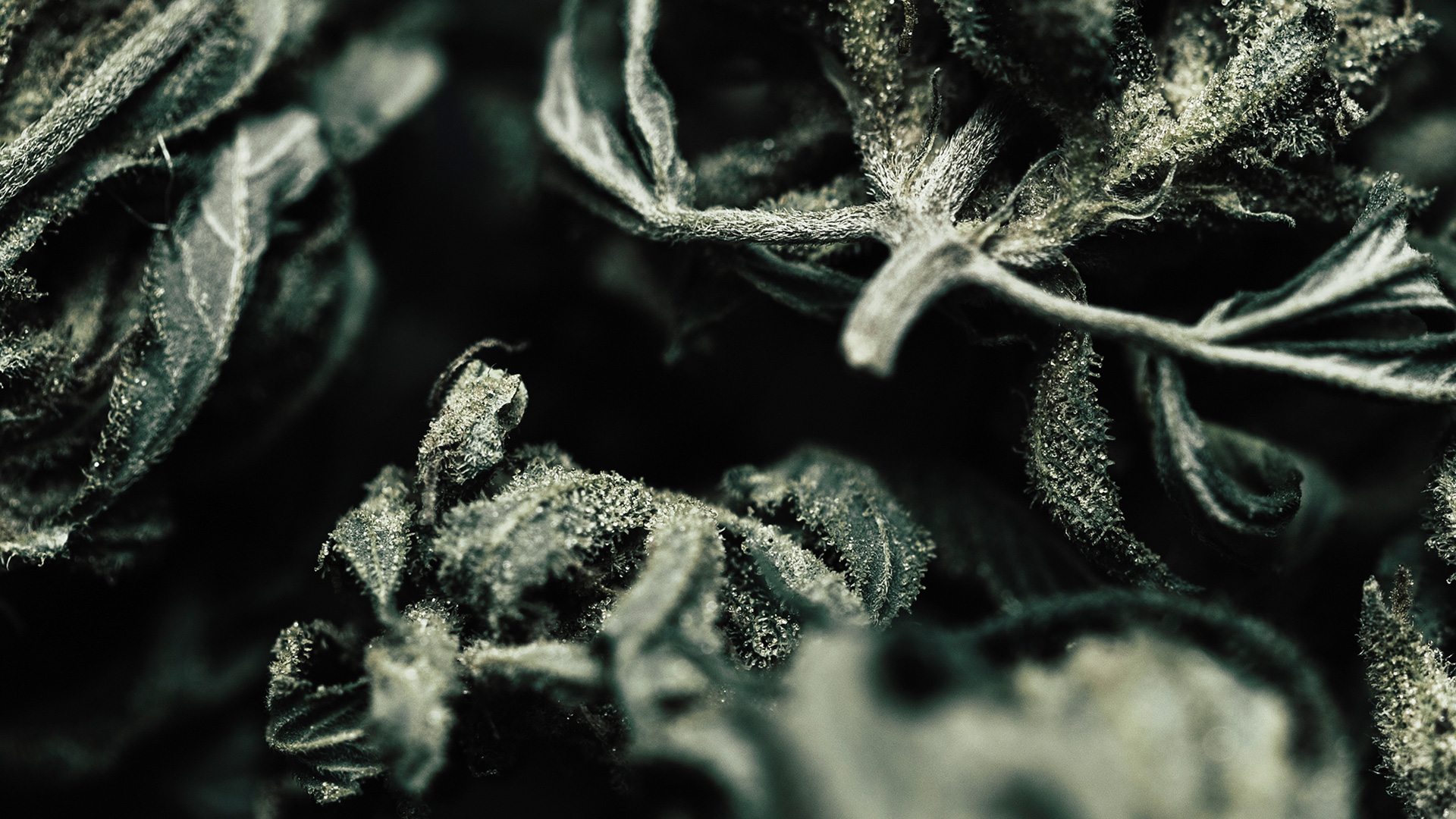 Dried plant - Close up