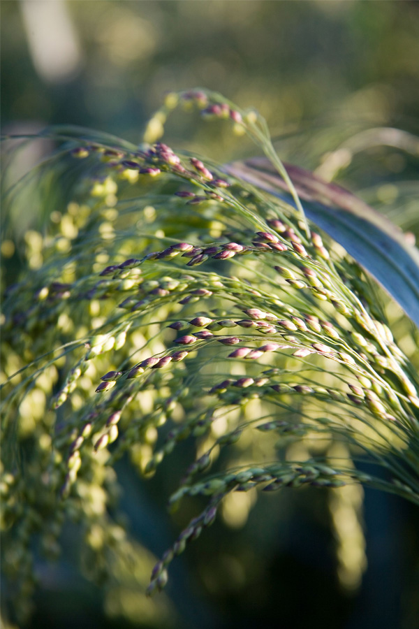 Close up green grains