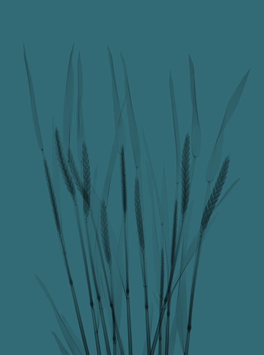 Wheat on a bluish background