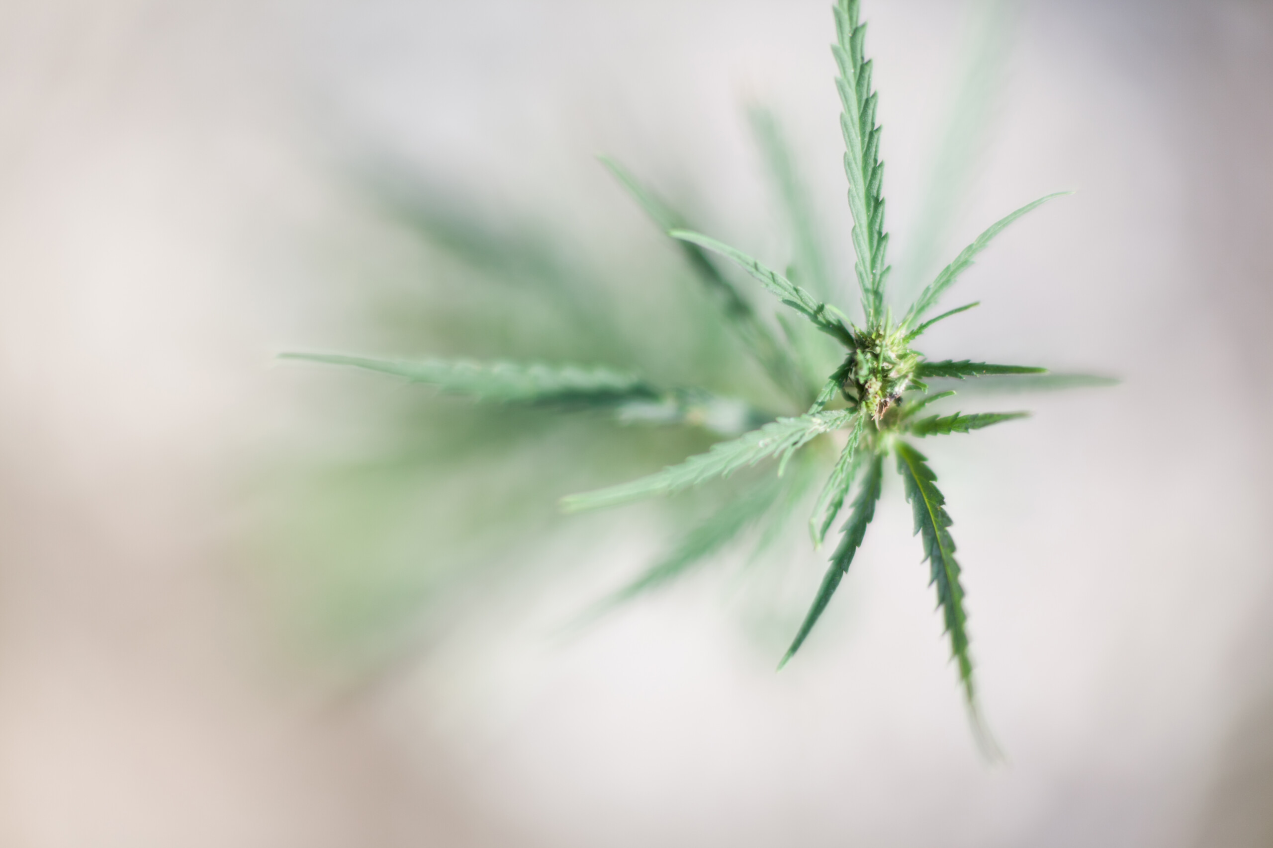 Hemp plant shot from above