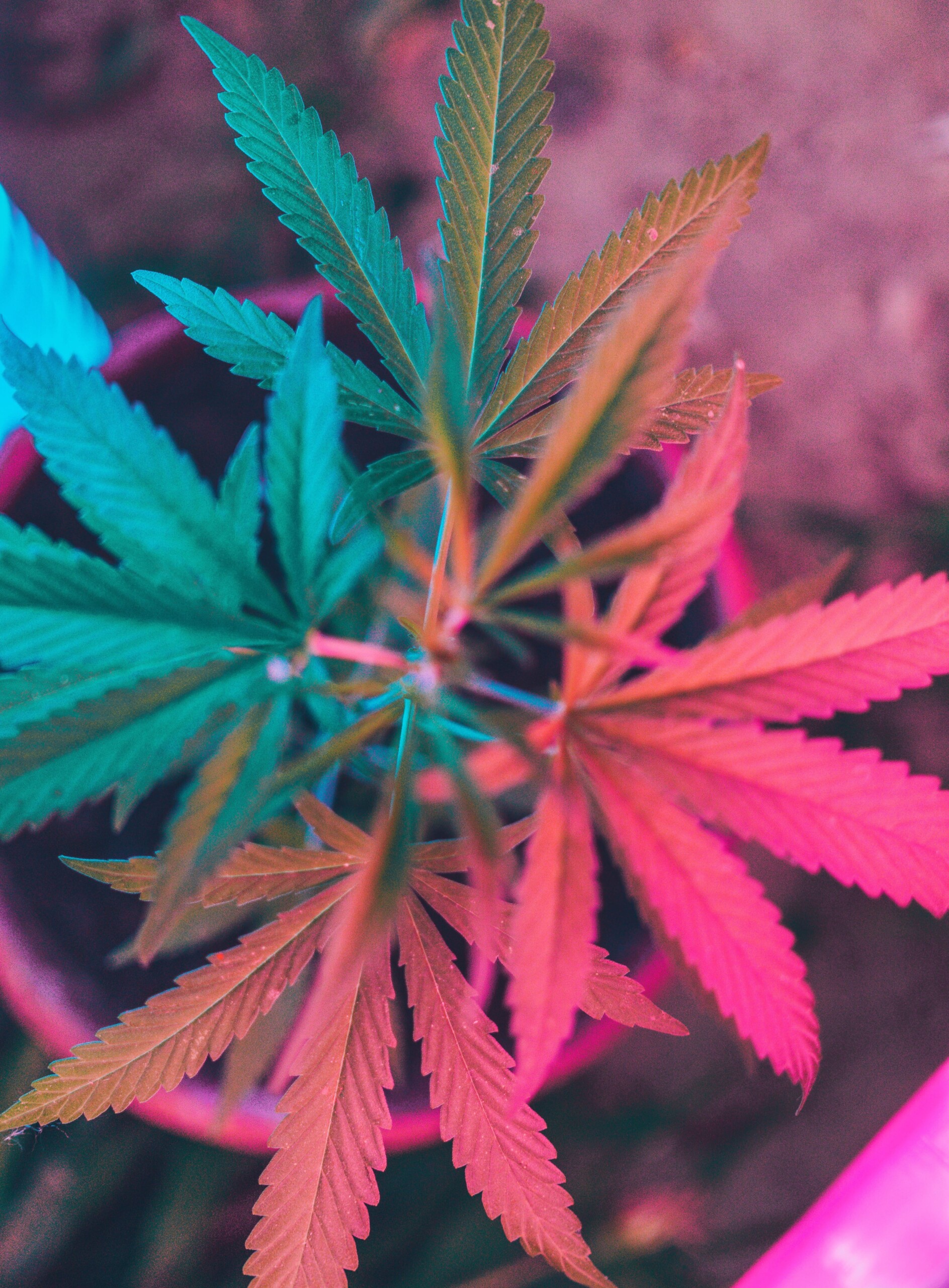 Hemp plant in neon color