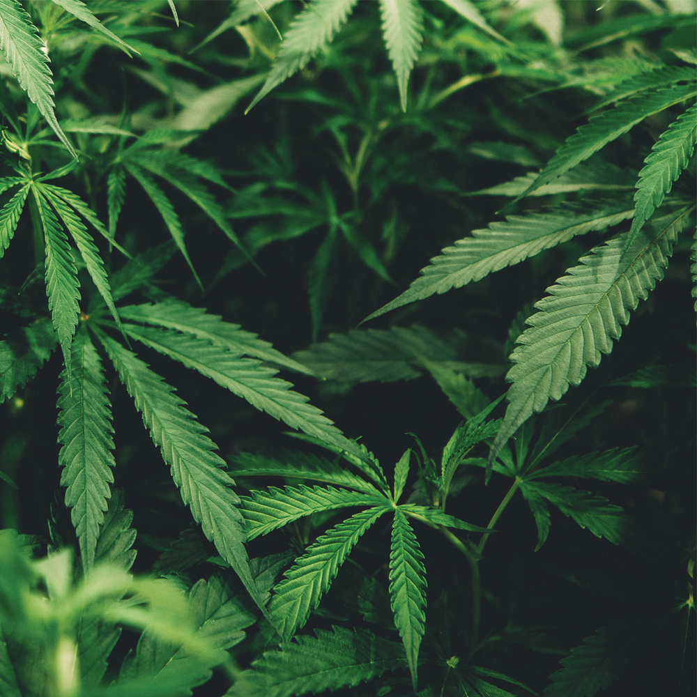 Close up of hemp leafes