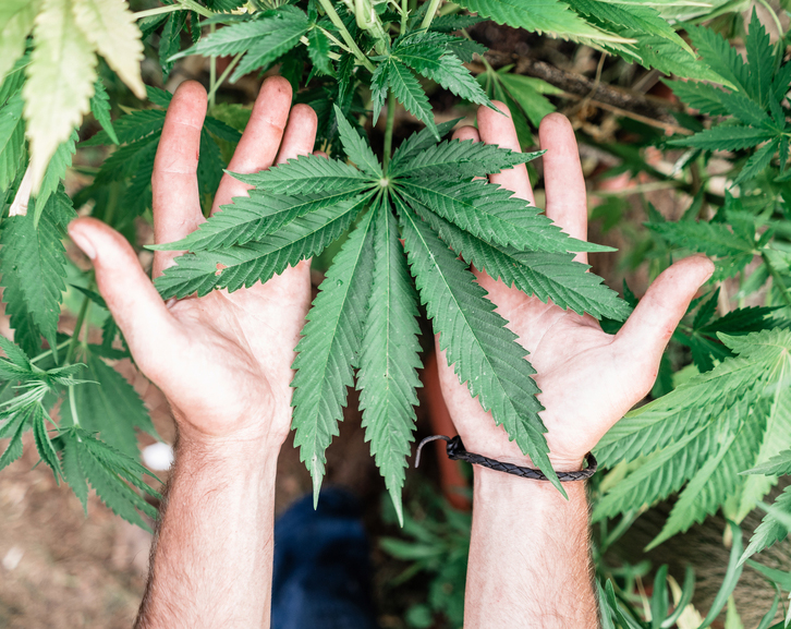 Top view of anonymous man touching and demonstrating green cannabis leaf on farm