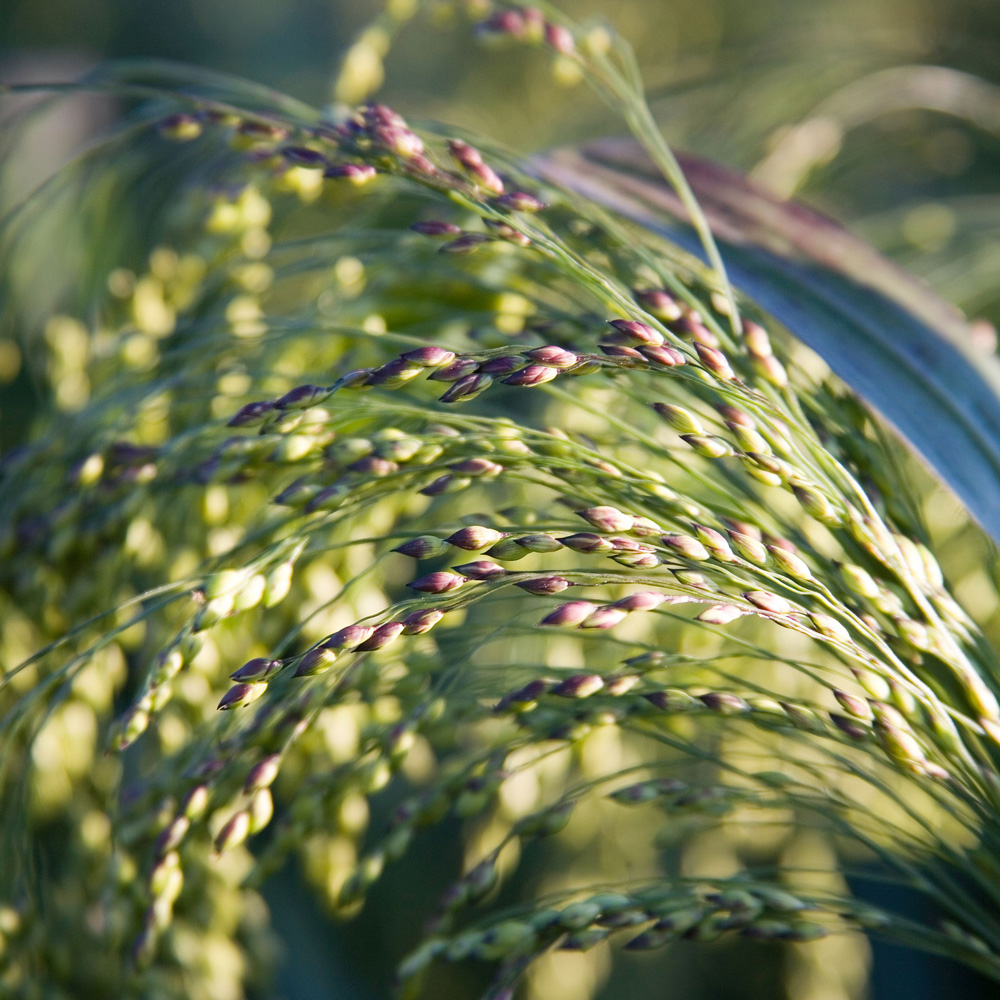 Close up of green grain