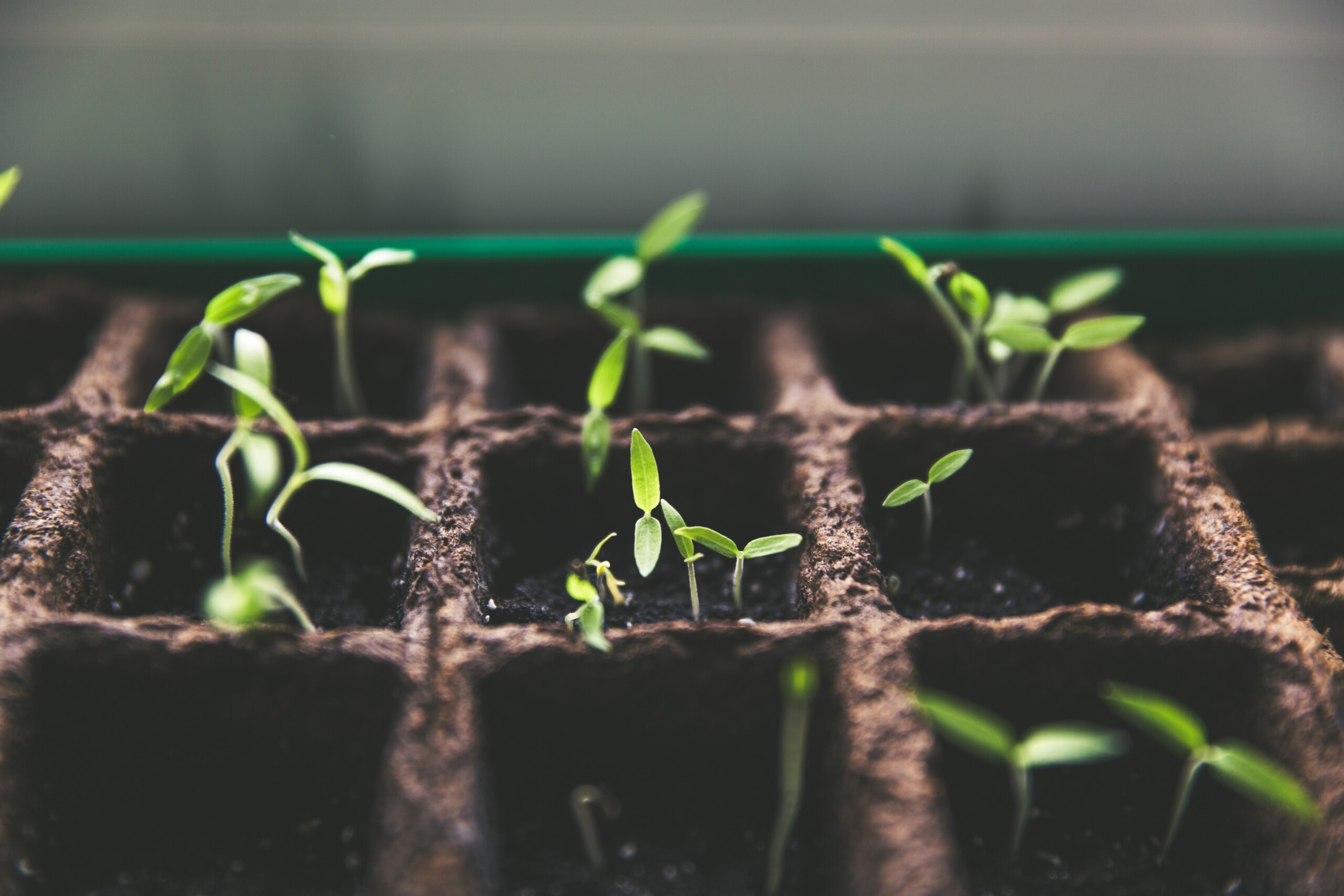 Seedlings in a growing bed