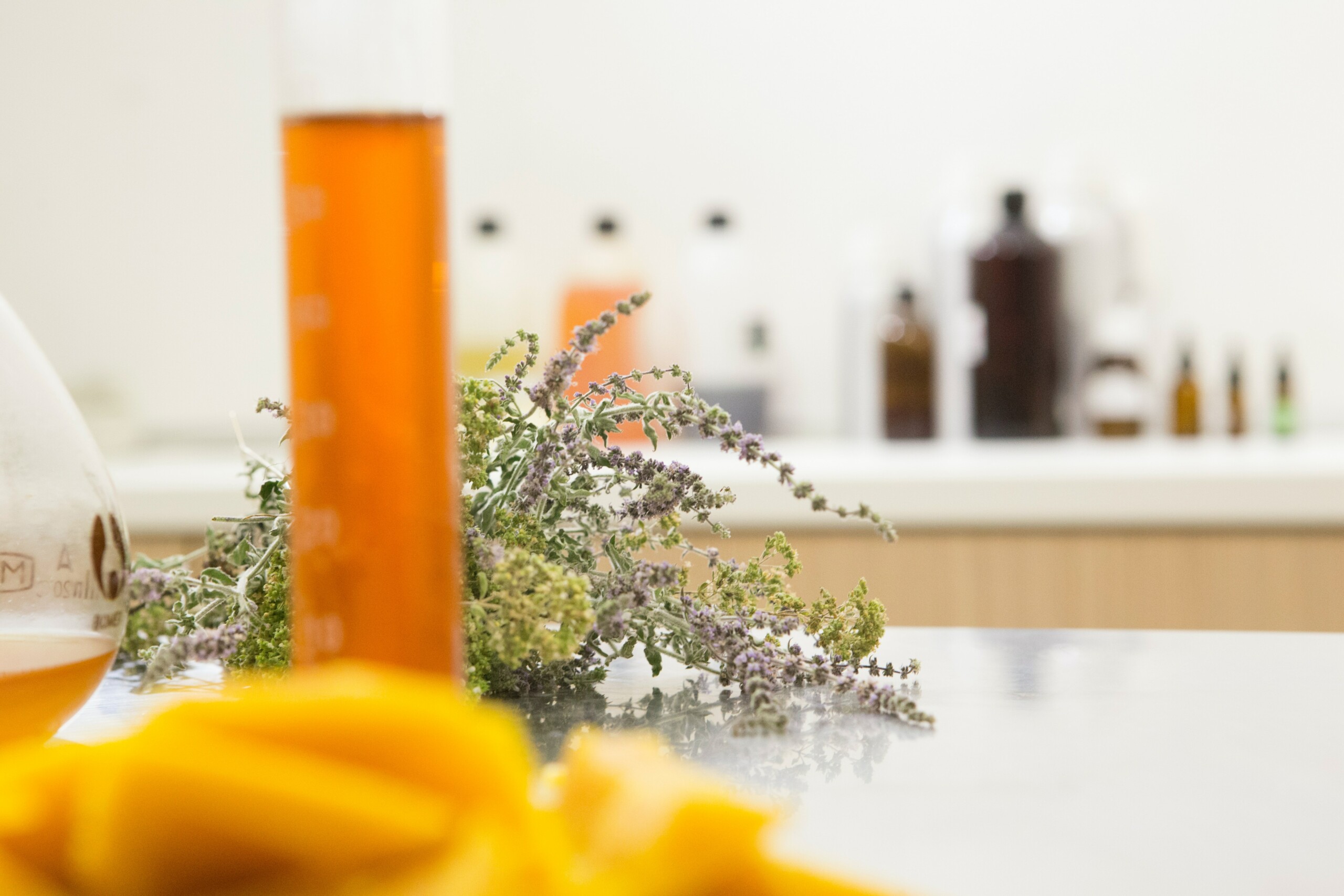 Fresh flowering herb branches on a laboratory table