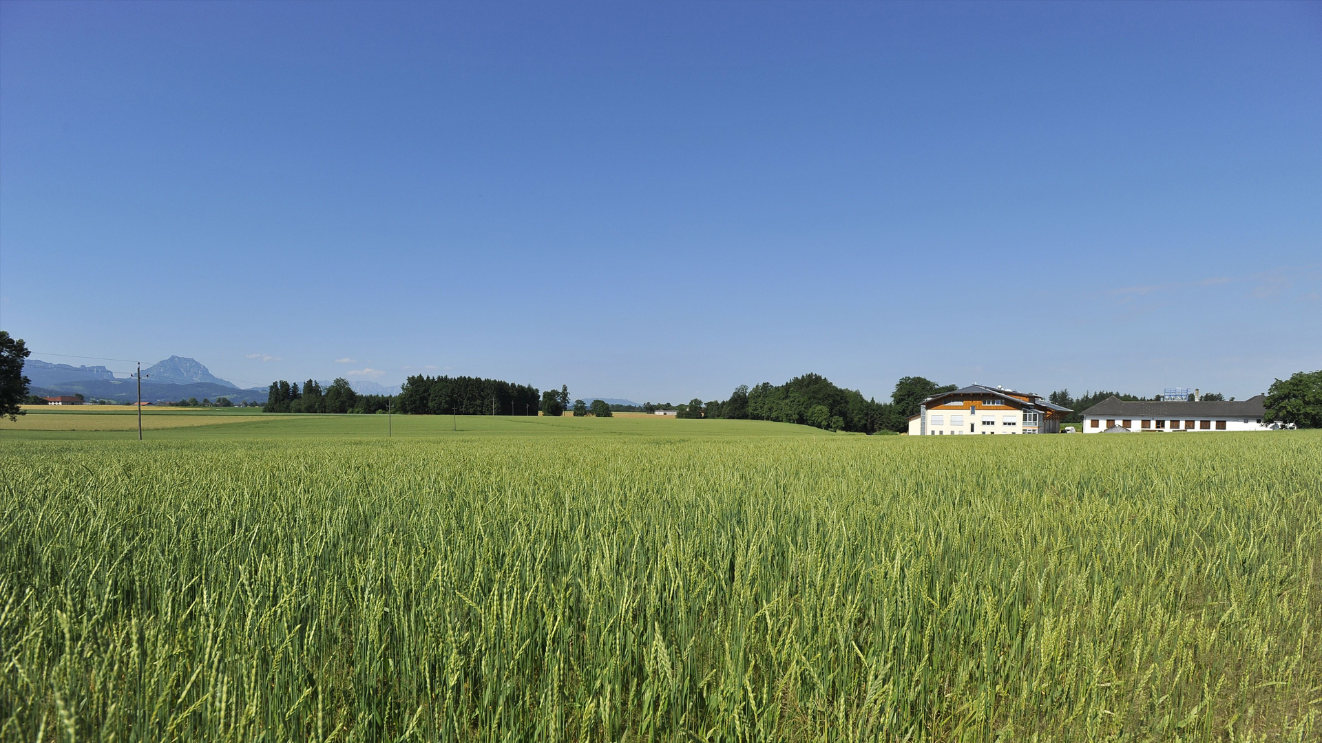 Saftig grünes Getreidefeld vor Bauernhofe und Bergpanorama bei Sonnenschein