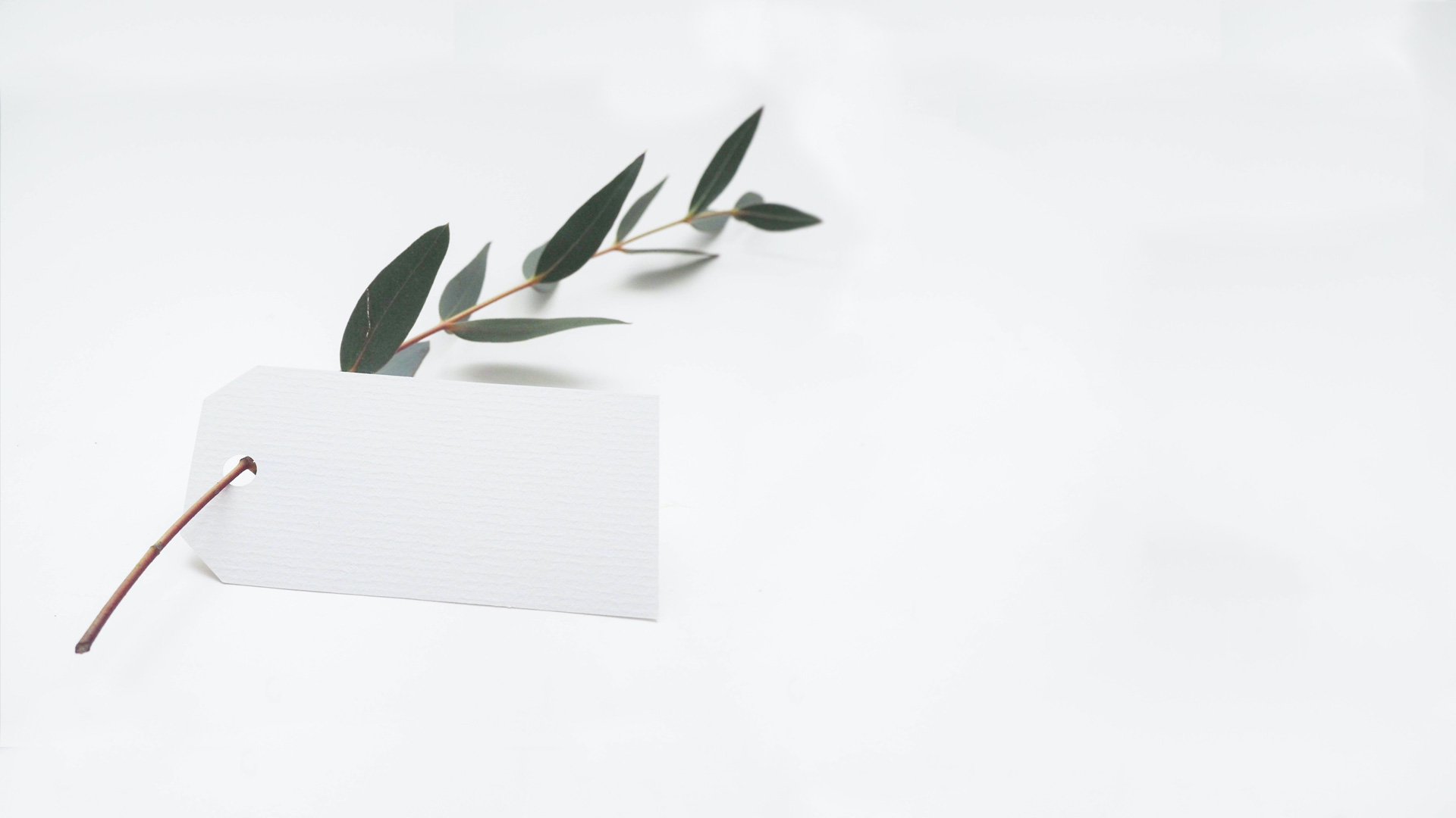 Weißes und unbedrucktes Hangtag aus Papier an einem Eukalyptuszweig