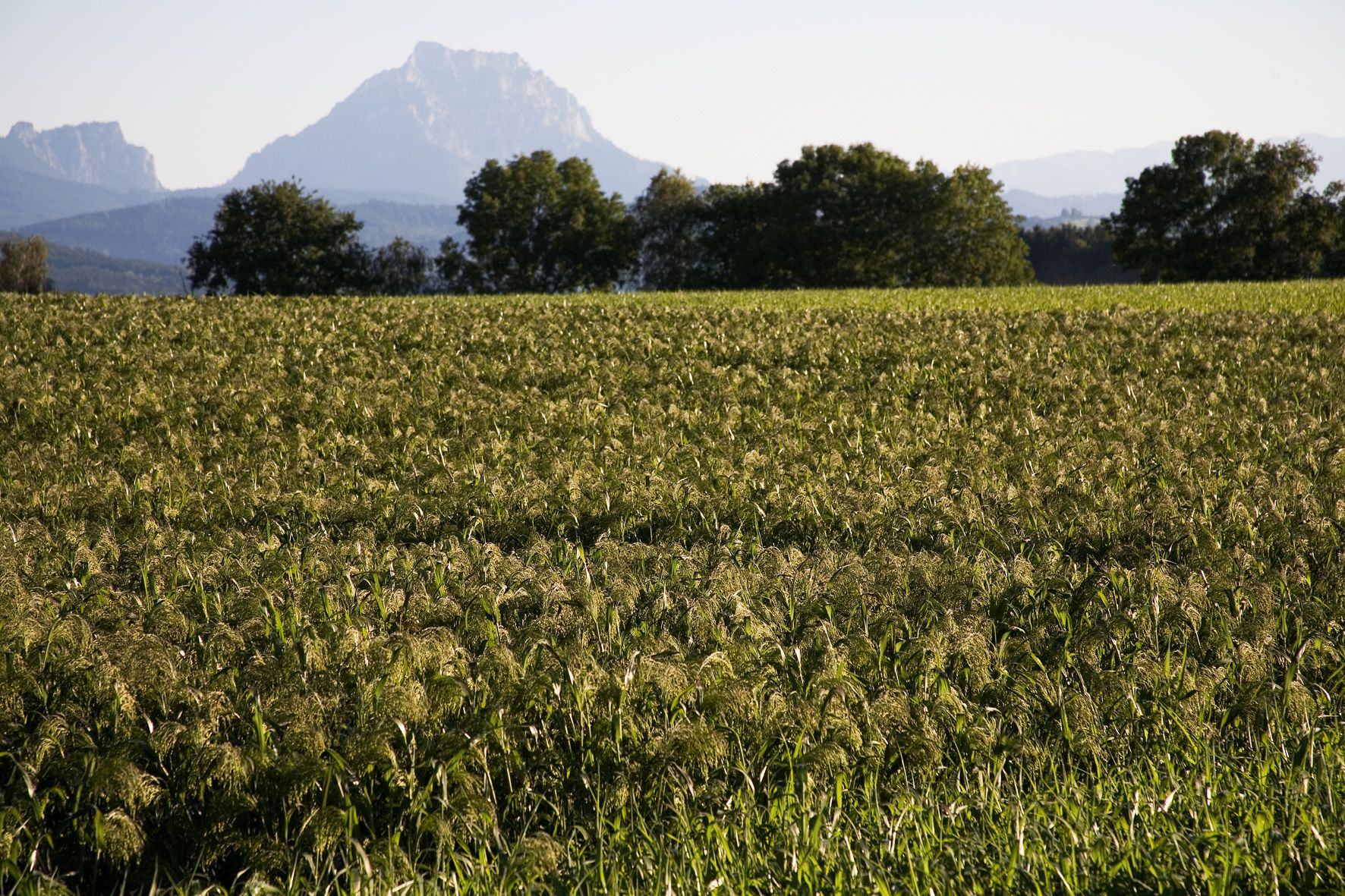 grünes Getreidefeld vor Bergpanorama