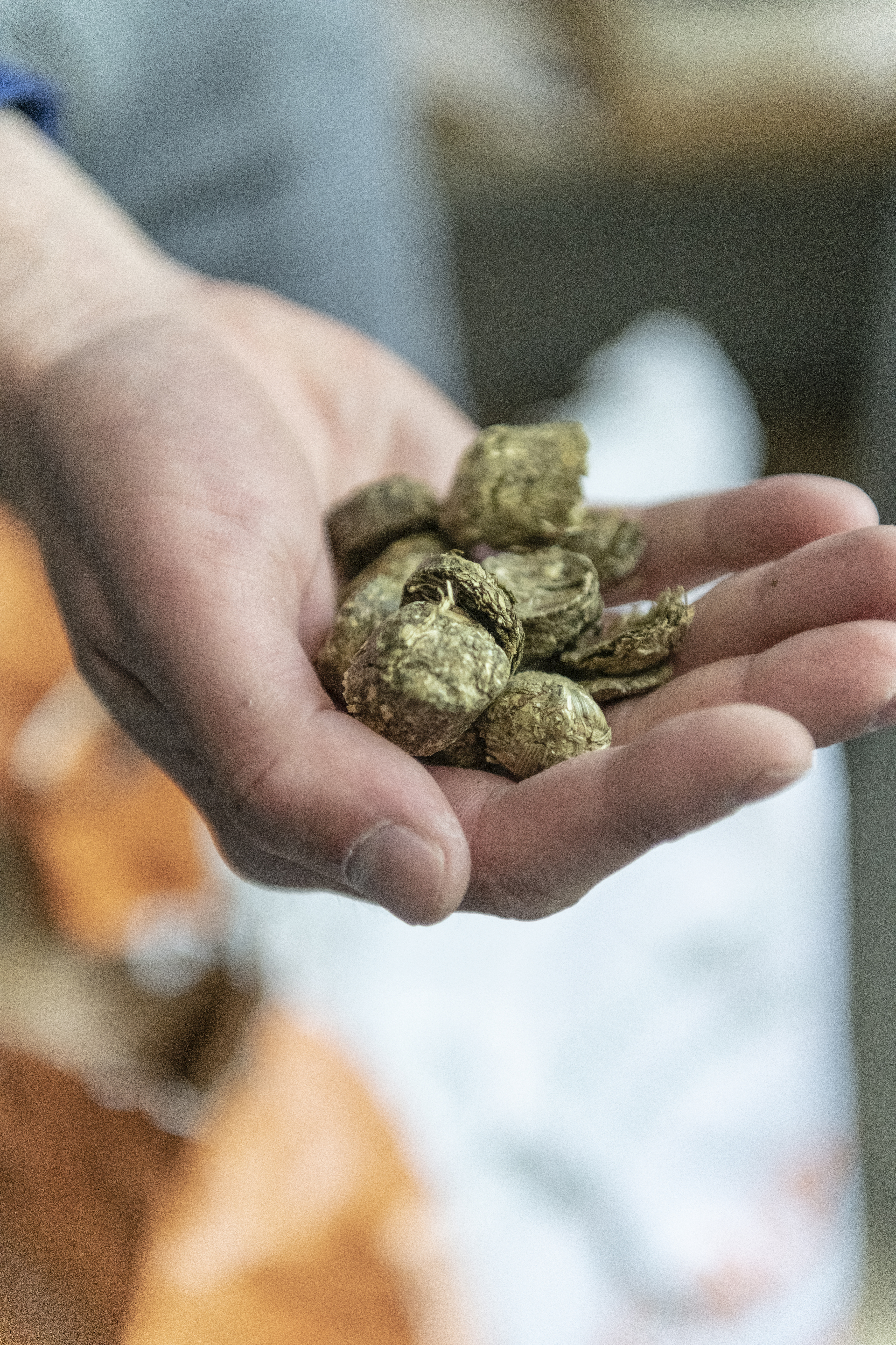 Detailaufnahme einer Hand die gepresstes, getrocknetes Grad in der Hand hält